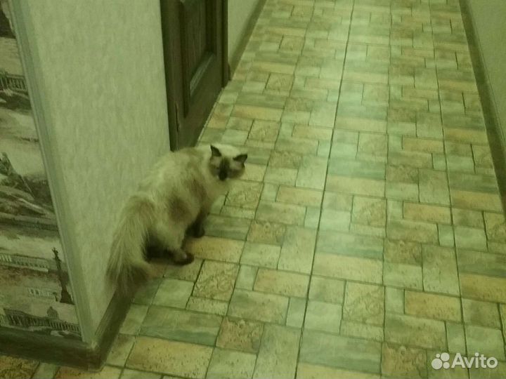 Кошка в дар