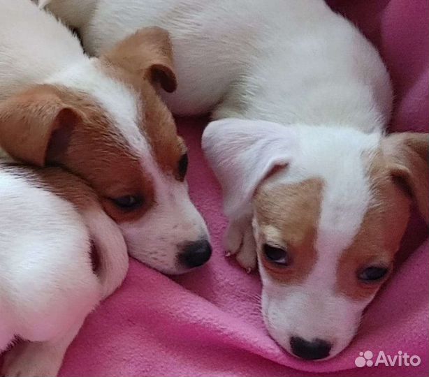 Джек Рассел щенки