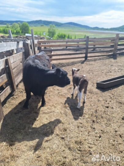 Быки бараны живым весом