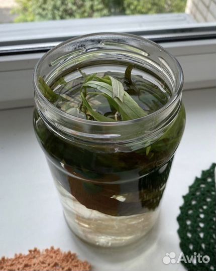 Растения аквариумные,водоросли