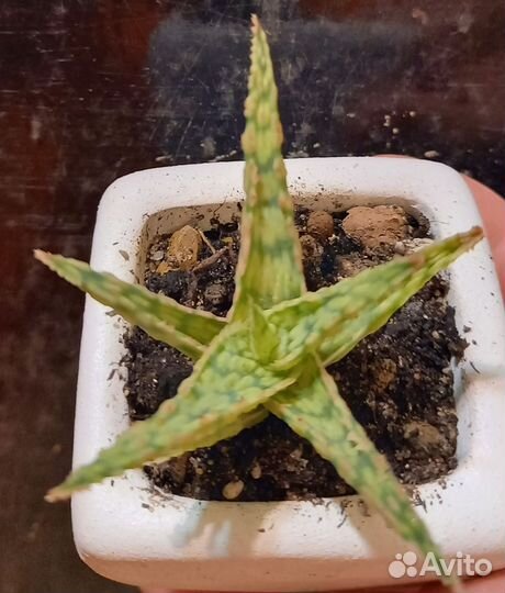 Комнатные цветы