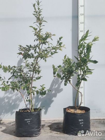 Саженцы голубики 4-летние плодоносящие