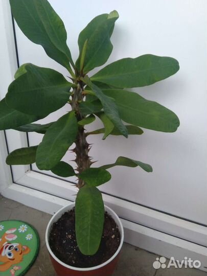 Растения для сада и дома