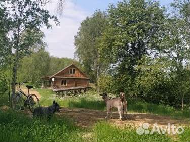 Вся правда об Австралийском хилере