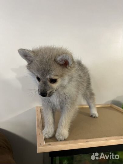 Щенки помски