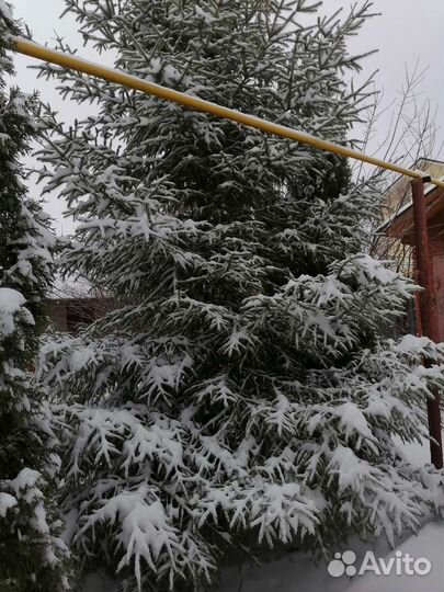 Ель новогодняя живая