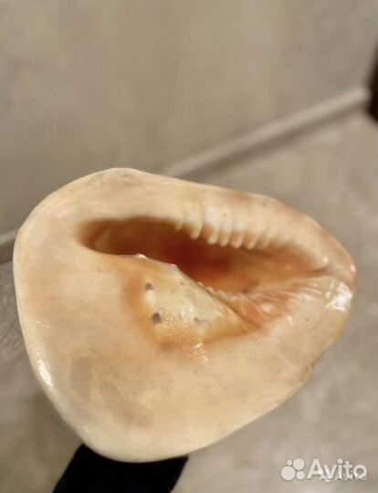 Ракушка гигантская из Китая