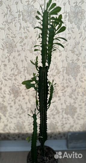 Молочай трехгранный суккулент