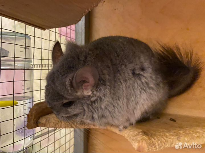 Шиншилла кпа