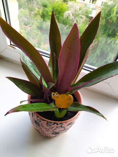 Комнатные растения цветы