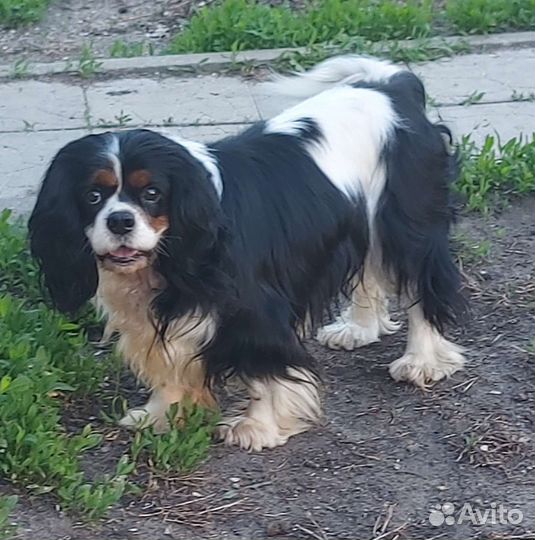 Кавалер Кинг чарльз спаниель вязка РКФ