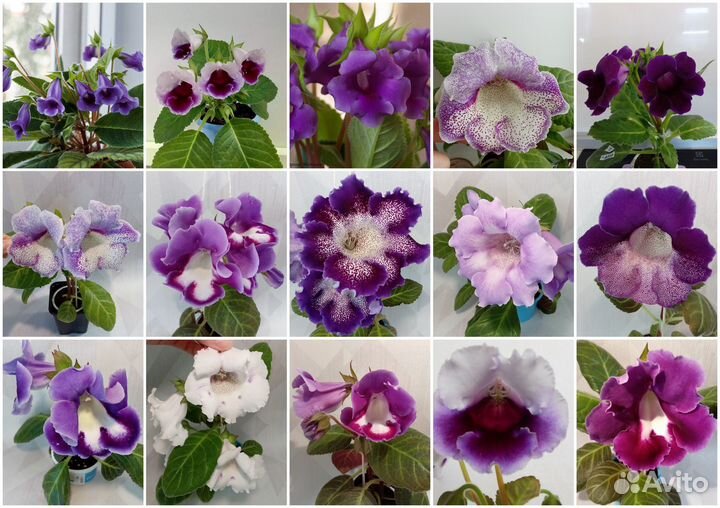 Семена Глоксиний и Тидей по почте