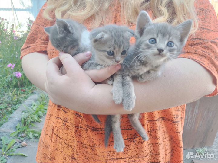 Котенок в дар бесплатно