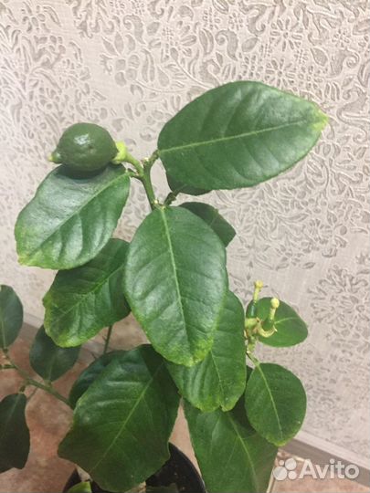 Лимоны, Инжир,Гранат,Трифолиат