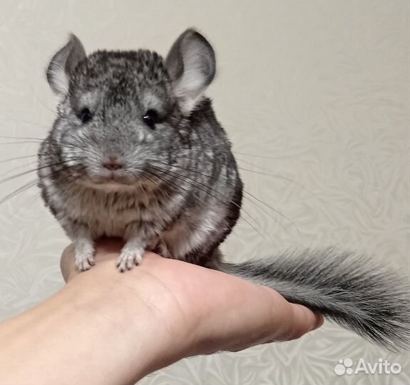 Шиншилла. Девочка. Торг