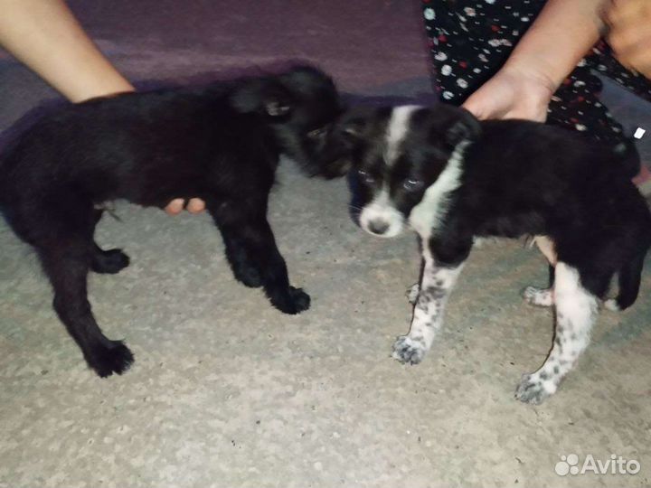 Щенки в добрые руки