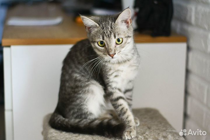 Тигрица малышка Даниэль