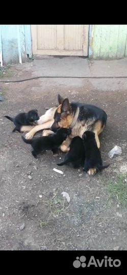 Щенки немецкой овчарки