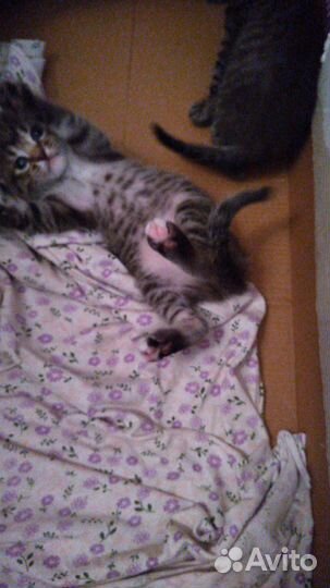 Кошка в дар на счастье