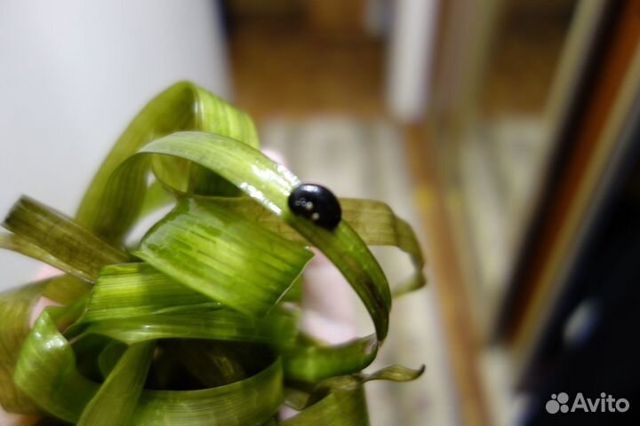 Теодоксус улитка