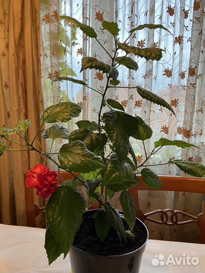 Толстянка, хатиора, алоэ, декабрист, хавортия