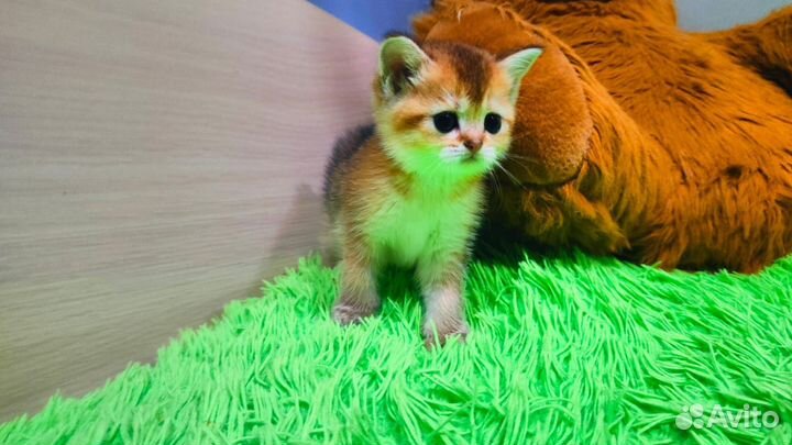 Золотые котята