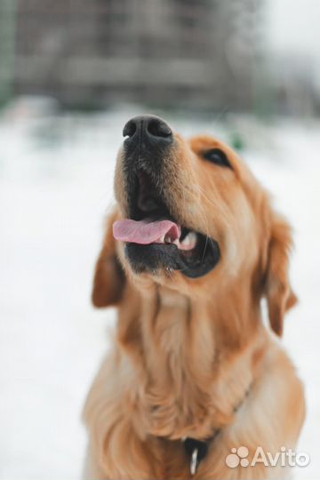 Вязка Золотистый ретривер
