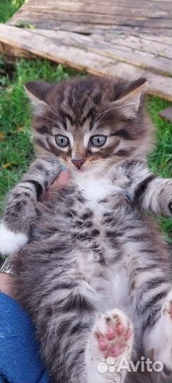 Кошка в дар