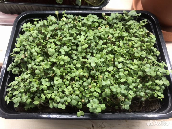 Микрозелень различных культур