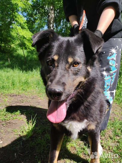 Спаси собаку