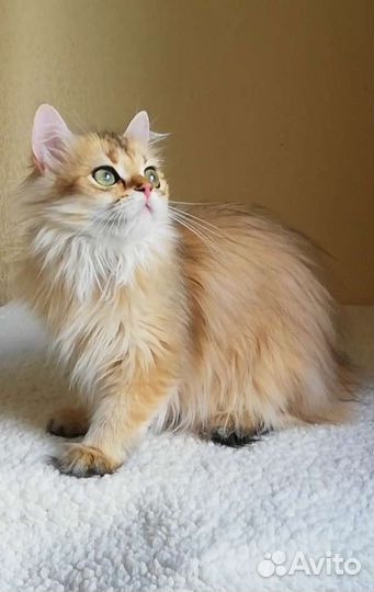 Кошки