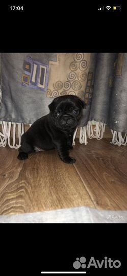 Щенки мопса