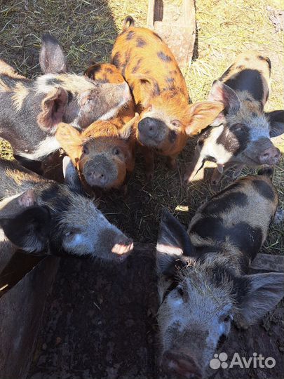 Домашние поросята