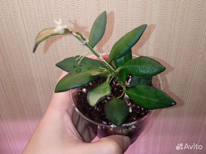 Хойя укорененные и срезом