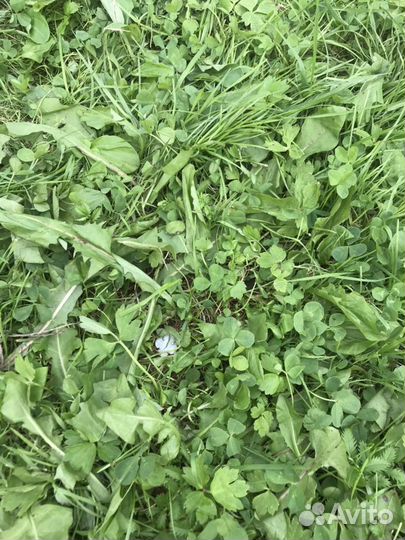 Поиск металлоискателем металлических предметов