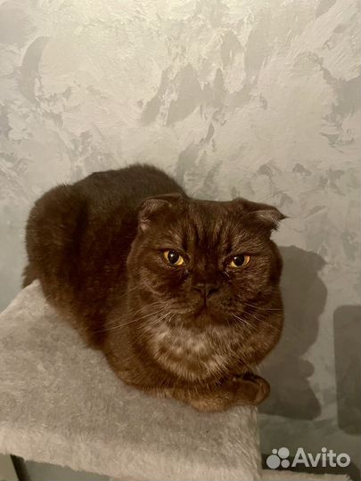 Кошки в добрые руки