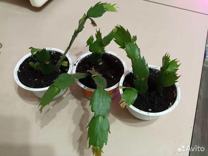 Шлюмбергеры,черенки