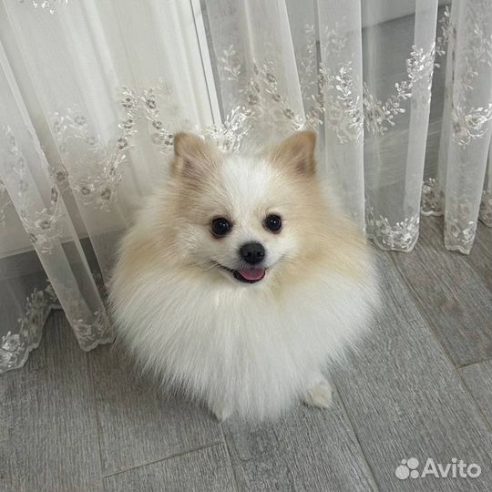 Немецкий шпиц вязка