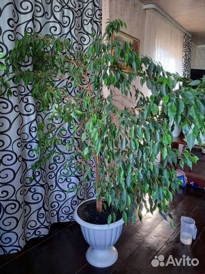 Фикус бенджамина большой