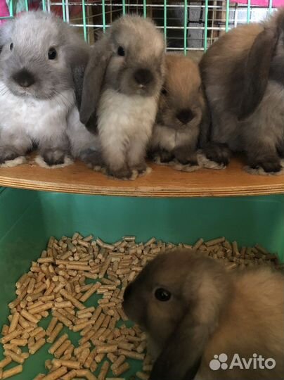 Карликовые вислоухие крольчата