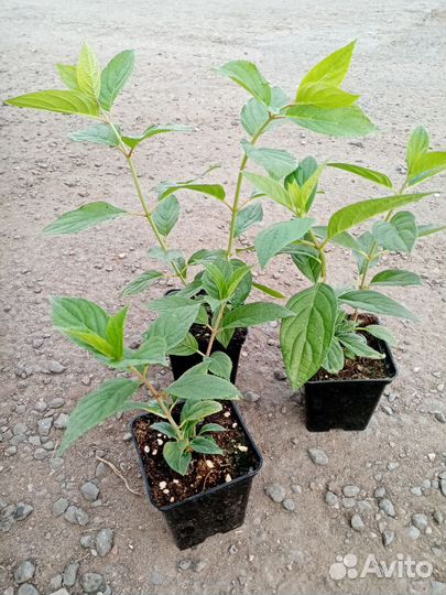 Гортензия метельчатая