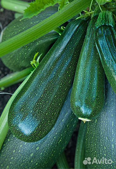 Кабачки домашние