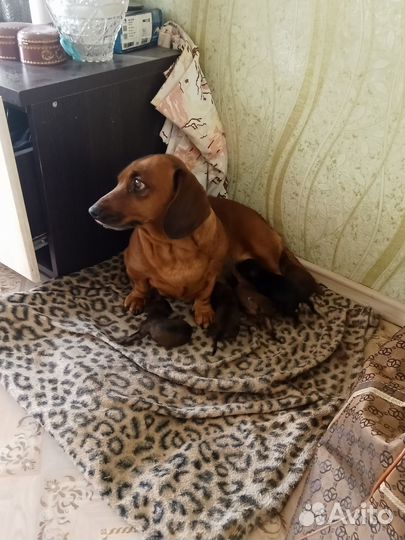 Щенки метисы