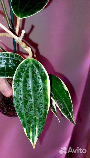 Хойи срез и укорененные три сорта