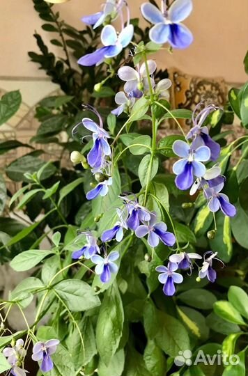 Клеродендрум угандийский (голубая бабочка)