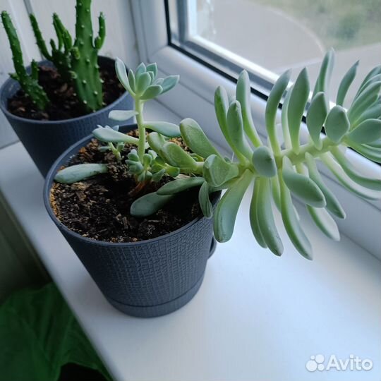 Разные суккуленты