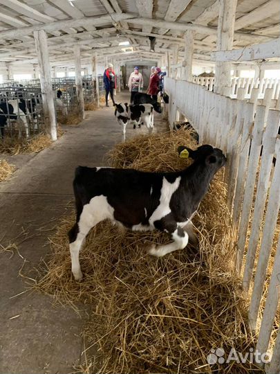 Телочки и бычки