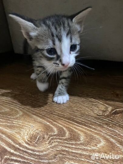 Породистый котенок