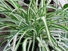 Каланхоэ, хлорофитум, пеперомия, спатифиллум, мирт