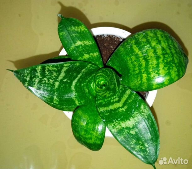 Сансевиерия в пластиковом стакане, доставка